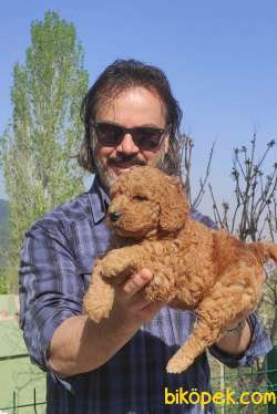 Toy Poodle Yavrular Sanslipatiler De 1