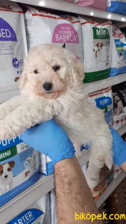 TOY POODLE YAVRULAR SÜT BEYAZ 3