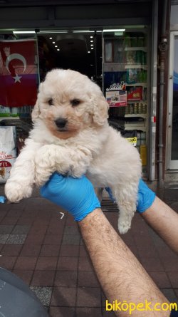 TOY POODLE YAVRULAR SÜT BEYAZ 4