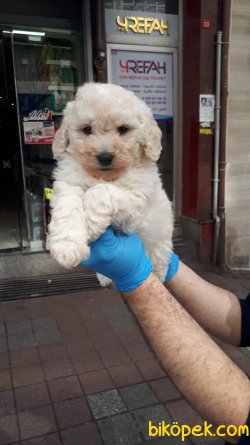 TOY POODLE YAVRULAR SÜT BEYAZ 5