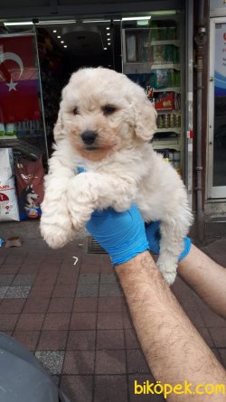 TOY POODLE YAVRULAR SÜT BEYAZ 2