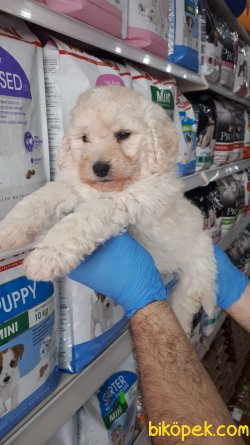 TOY POODLE YAVRULAR SÜT BEYAZ 1