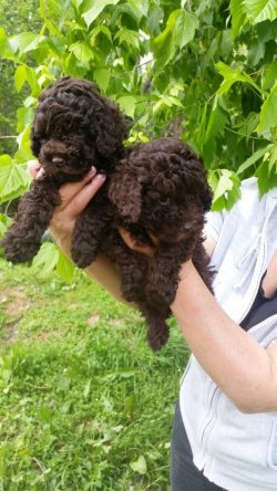 TOY POODLE YAVRULARI 2