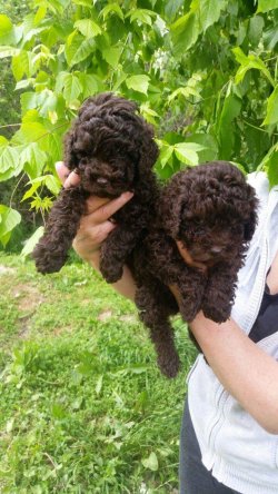TOY POODLE YAVRULARI 4