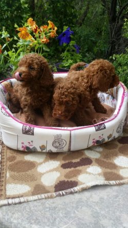 TOY POODLE YAVRULARI 3