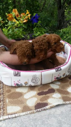 TOY POODLE YAVRULARI 1