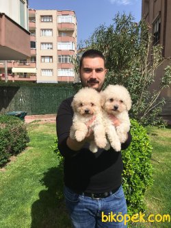 TOY POODLE YAVRULARI 2