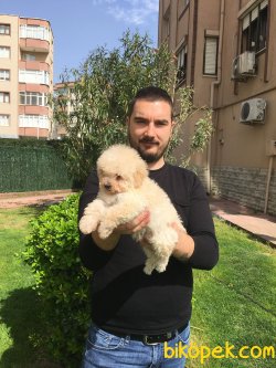 TOY POODLE YAVRULARI 3