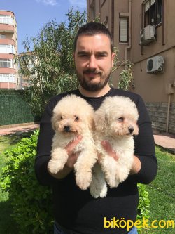 TOY POODLE YAVRULARI 1