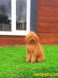 TOY POODLE YAVRULARI 3