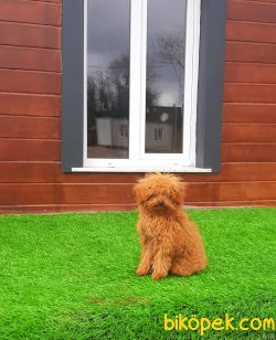 TOY POODLE YAVRULARI 1