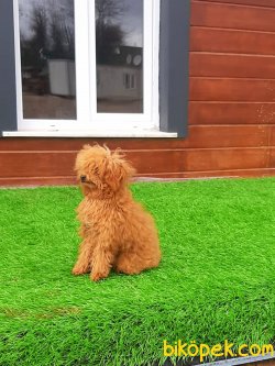 TOY POODLE YAVRULARI 2