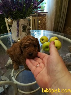 TOY POODLE YAVRULARI 3
