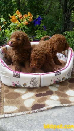 TOY POODLE YAVRULARI 2