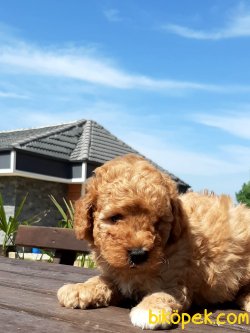 TOY POODLE YAVRULARI 2