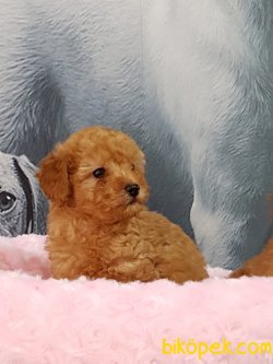 TOY POODLE YAVRULARI 3