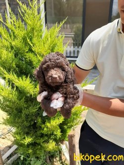 TOY POODLE YAVRULARI 1