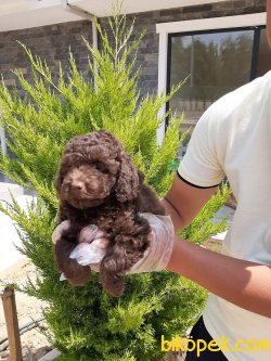 TOY POODLE YAVRULARI 2