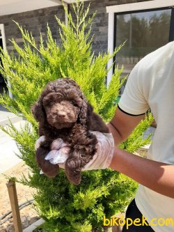 TOY POODLE YAVRULARI 3