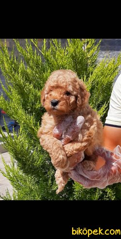 kalıtenın adresın çikolata TOY POODLE YAVRULARI 5