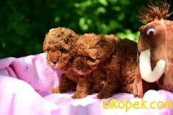 kalıtenın adresın çikolata TOY POODLE YAVRULARI 4
