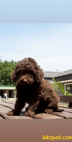kalıtenın adresın çikolata TOY POODLE YAVRULARI 3