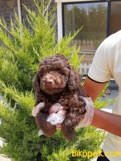 A KALITE TOY POODLE YAVRULARI 4