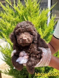 A KALITE TOY POODLE YAVRULARI 2
