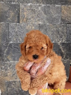 TOY POODLE YAVRULARI 4