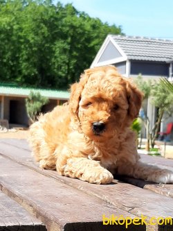TOY POODLE YAVRULARI 2