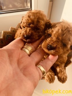 TOY POODLE YAVRULARI 4