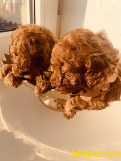TOY POODLE YAVRULARI 3