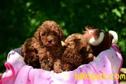 TOY POODLE YAVRULARI 2