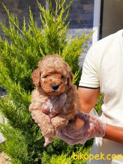 A Kalıte TOY POODLE YAVRULARI 3