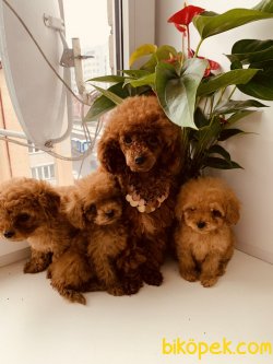 TOY POODLE YAVRULARI 1