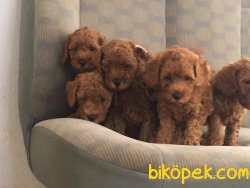 Toy Poodle Yavrulari 5