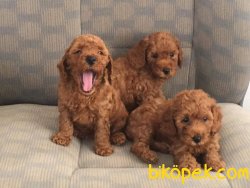 Toy Poodle Yavrulari 2