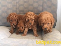 TOY POODLE YAVRULARI 1