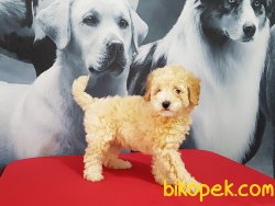 TOY POODLE YAVRULARI 5