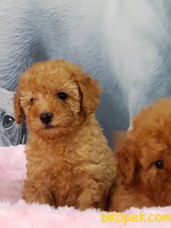 TOY POODLE YAVRULARI 4