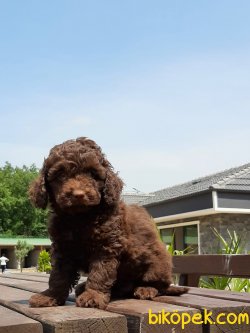 TOY POODLE YAVRULARI 3