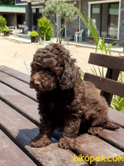 TOY POODLE YAVRULARI 5