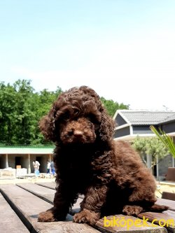 TOY POODLE YAVRULARI 1