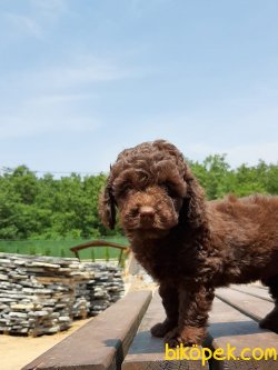 TOY POODLE YAVRULARI 3