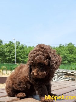 TOY POODLE YAVRULARI 4
