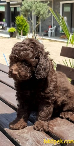 TOY POODLE YAVRULARI 2