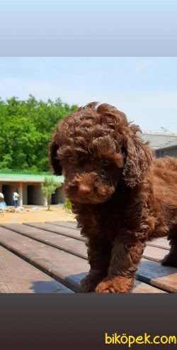 TOY POODLE YAVRULARI 4
