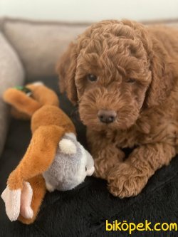 Toy Poodle Yavruları 1