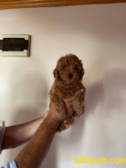 Toy Poodle Yavruları 2