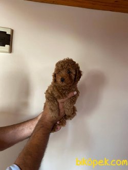 Toy Poodle Yavruları 3